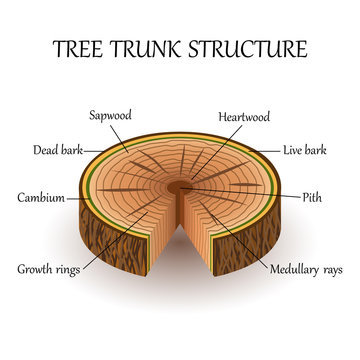 annual rings labeled