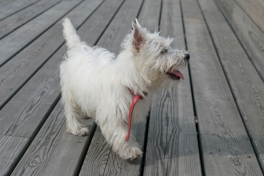 White terrier on treated wood deck